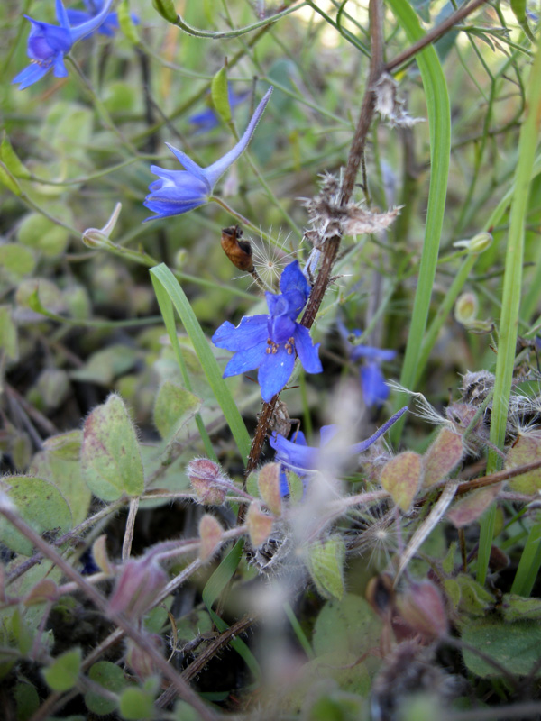 Consolida regalis